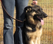 Dog House Training: Ways to correct dog behaviors